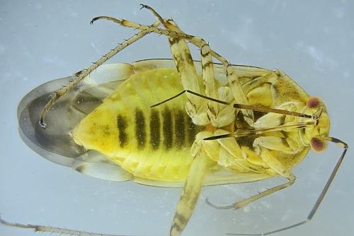 Lygus sp.